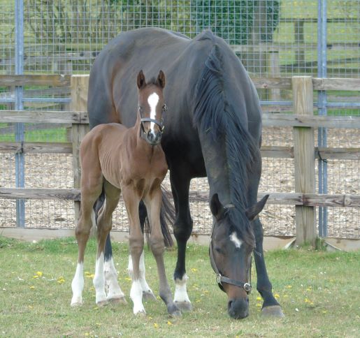 2021 colt by New Bay